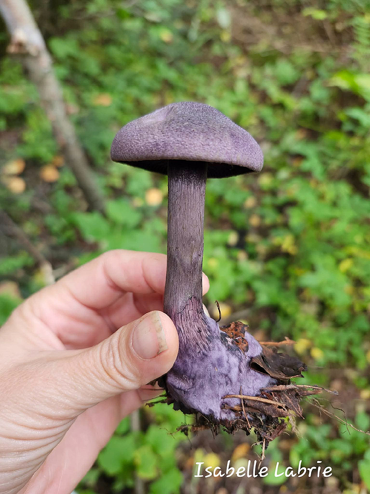 Cortinaire violet - Cortinarius violaceus