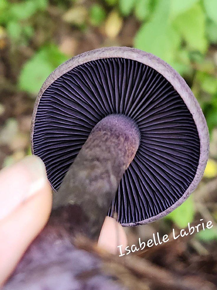 Lamelles du Cortinaire violet