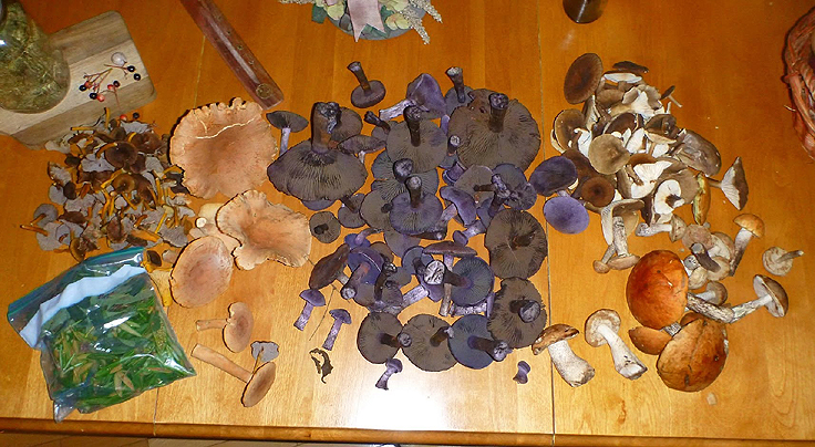 Récolte de champignons de Ben Cormier