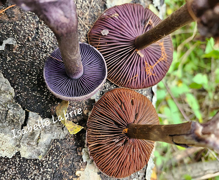 Dessous du Cortinaire violet