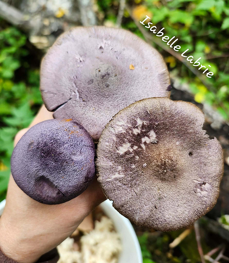 Dessus du chapeau du Cortinaire violet