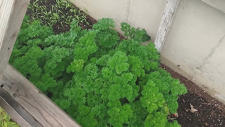 Persil en couche froide