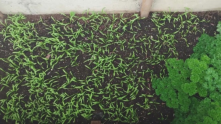 Persil en couche froide