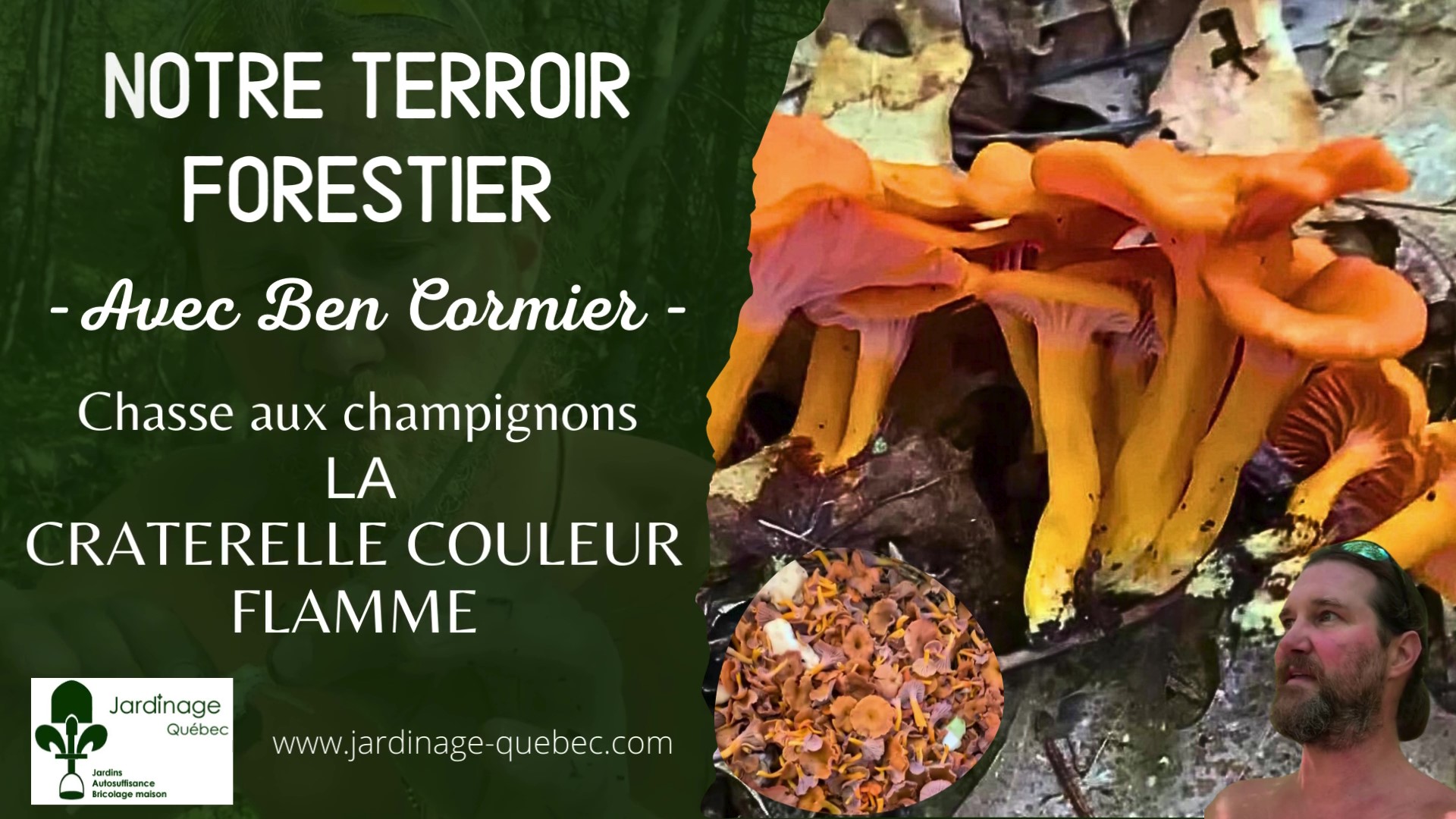 Craterelle couleur de flamme