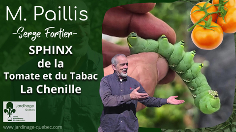 Sphinx du Tabac ou Sphinx de la Tomate - Ravageur aussi des piments