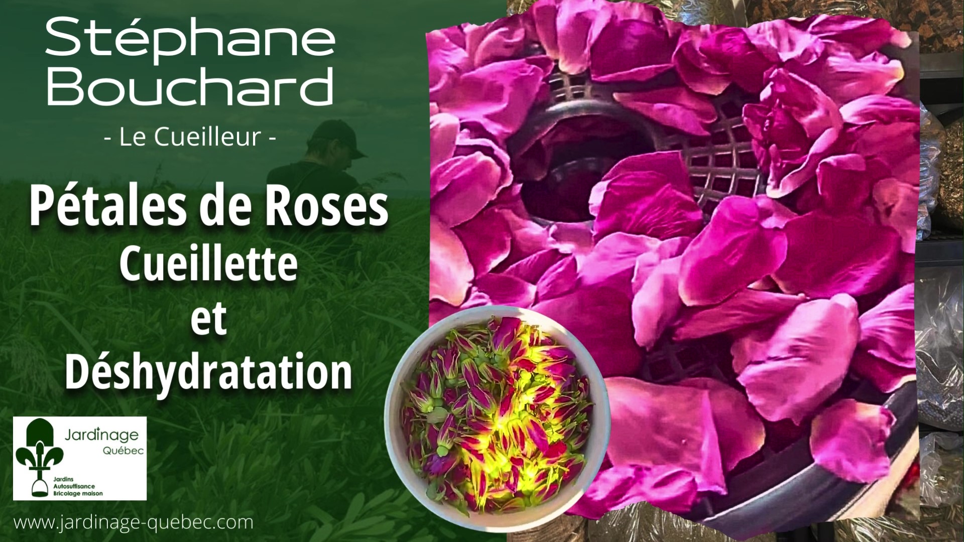 Pétales de roses