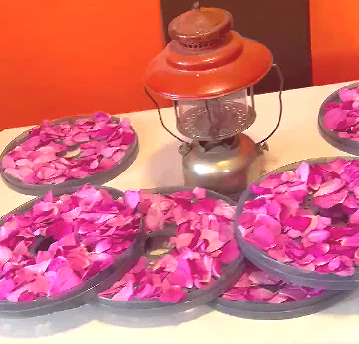 Pétales de roses étendues sur les plateaux du déshydrateur