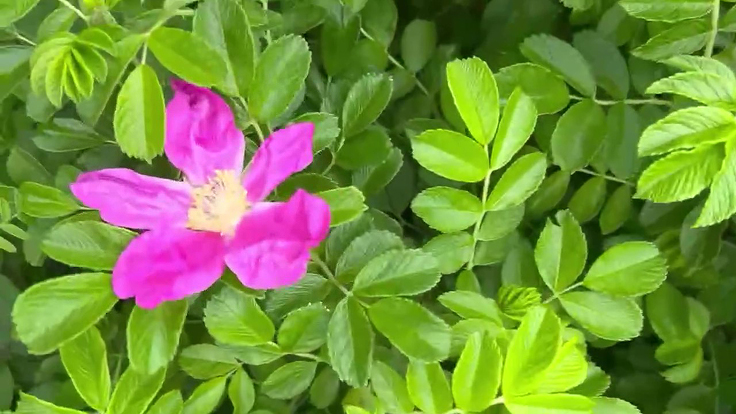 Rosa rugosa - Fleur de rosiers sauvages