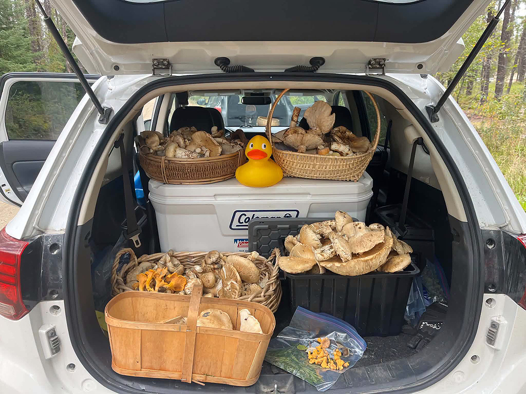 Cueillette de champignons en Abitibi