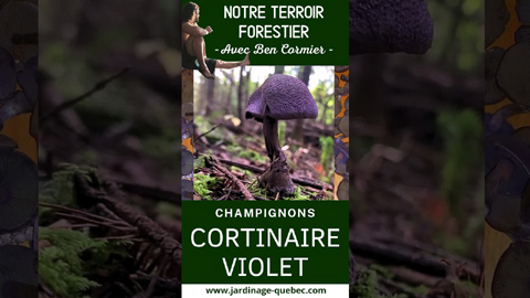 Cortinaire violet - Identification de ce champignon sauvage