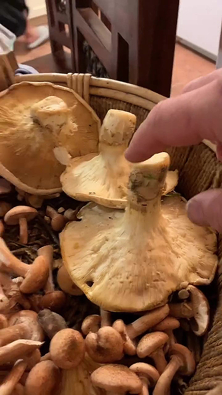 Récolte de champignons comestibles