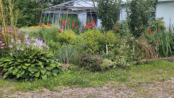 Lieu de la plantation de glaïeuls en culture chez Serge Fortier