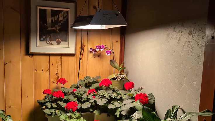Géraniums sous lampes DEL