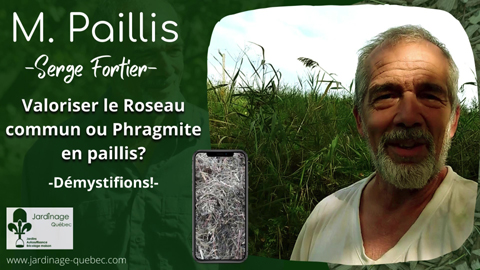 Valorisation en paillis du phragmite ou roseau commun