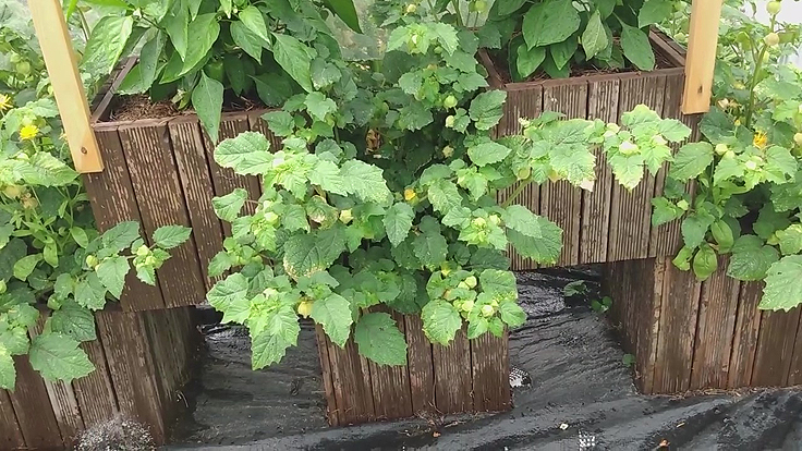 Cerises de terre
