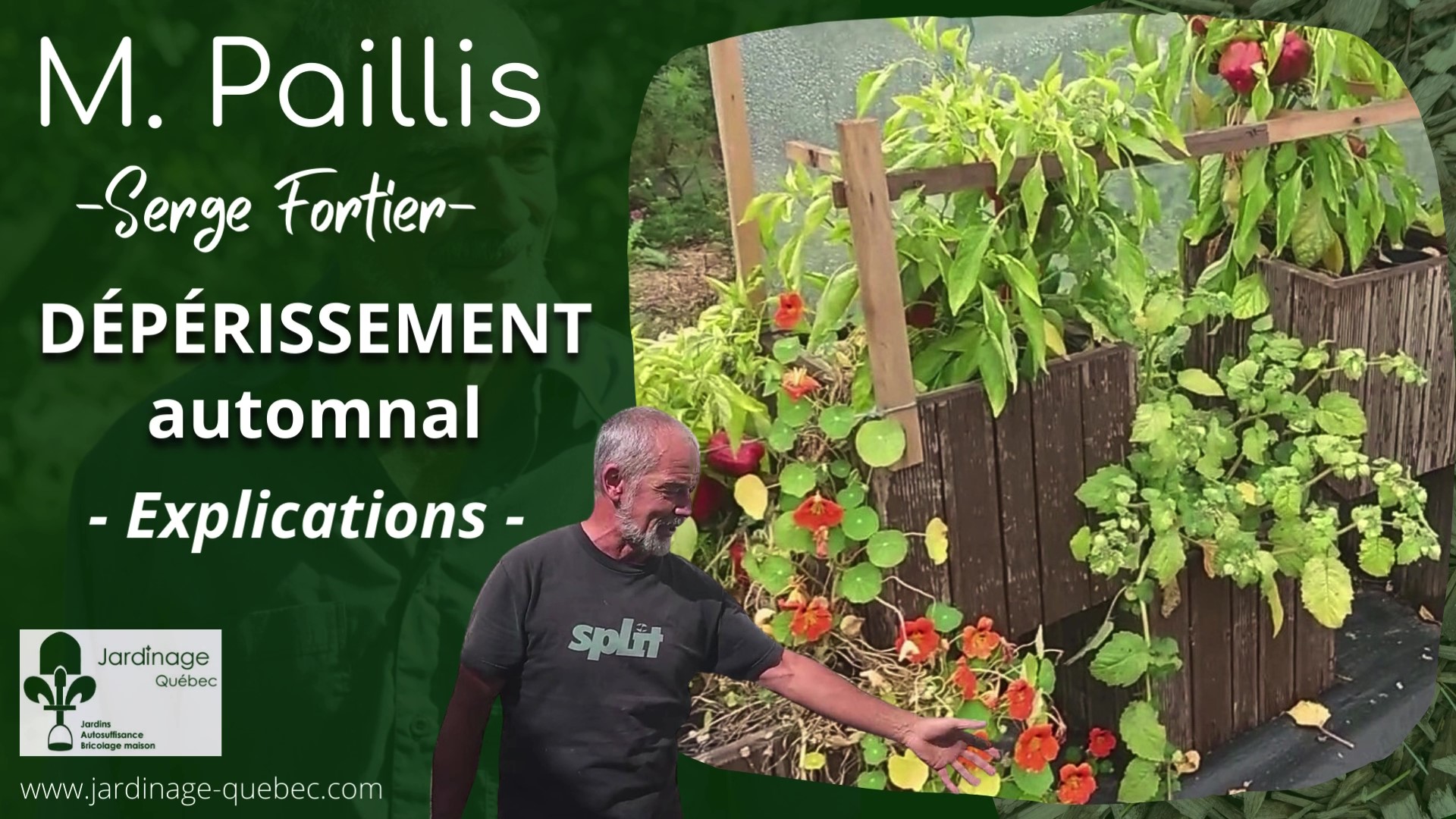 Plantes annuelles