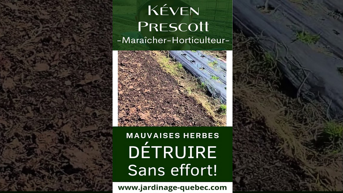 Comment éliminer les mauvaises herbes facilement avec des feuilles mortes au potager