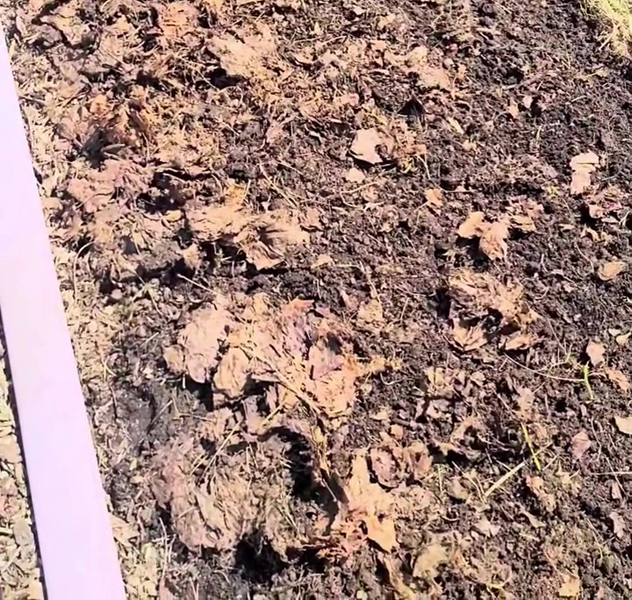 Rôle du paillis de feuilles mortes