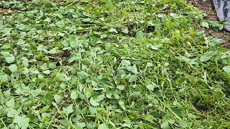 Engrais vert