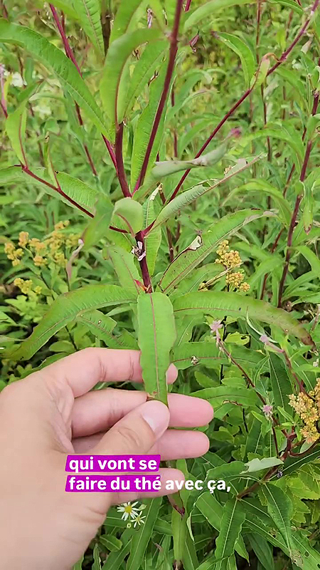 Feuilles de l'Épilobe à feuilles étroites