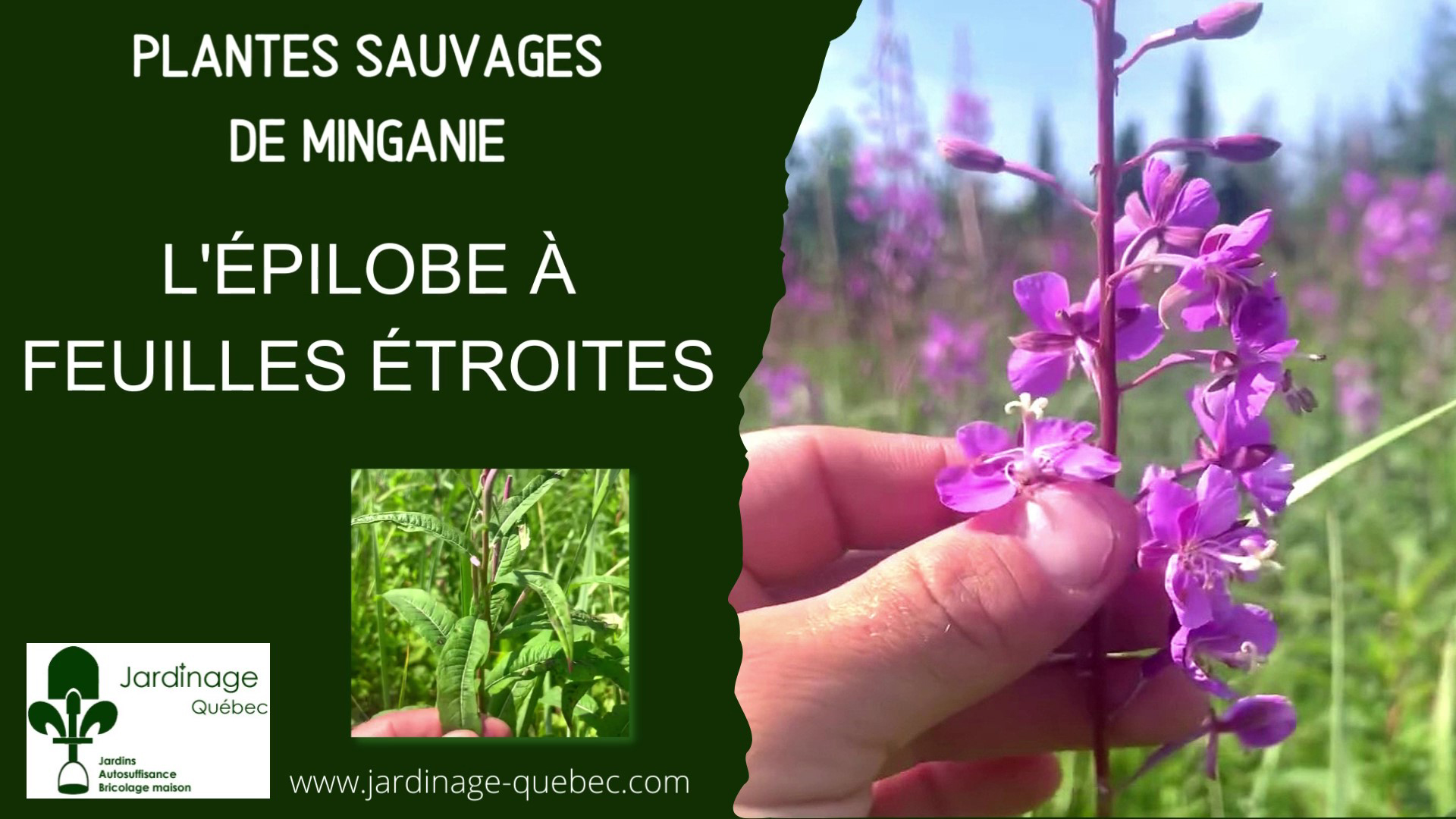 Épilobe à feuilles étroites - Epilobium angustifolium