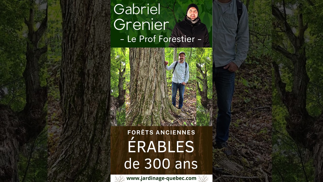 ÉRABLES À SUCRE DE 300 ANS : DÉCOUVERTE D'ARBRES CENTENAIRES AU QUÉBEC