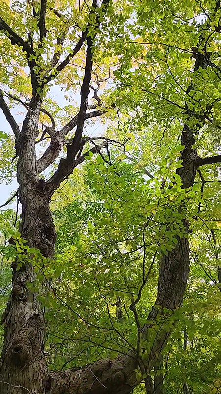 Érable à sucre aux branches tourmentées