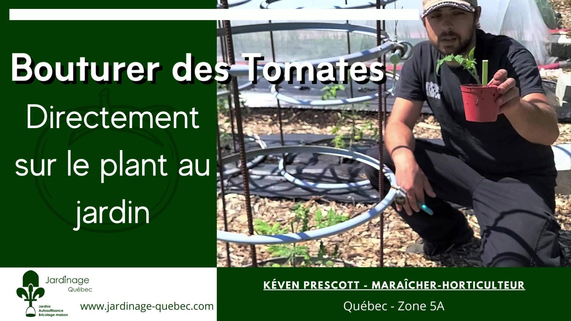 Bouturer des tomates