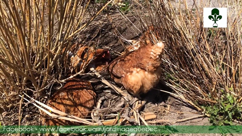 Bain de poussière - Poules