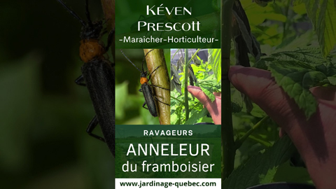 Anneleur du framboisier : symptômes et traitement