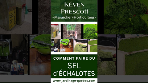 Récolter l'échalote Sainte Anne et fabriquer un sel d'échalote maison