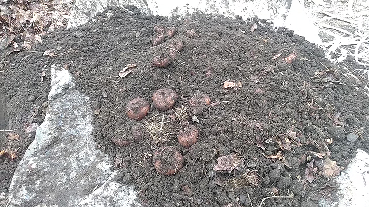 Hivernation en terre des bulbes de glaïeuls