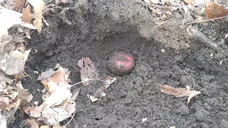 Hivernation en terre des patates