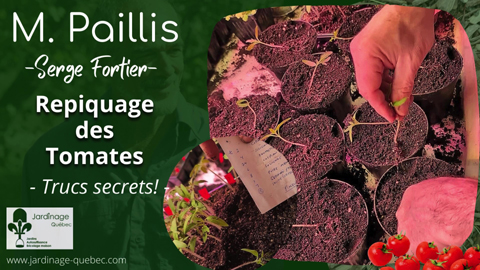 Repiquage des plantules de tomates