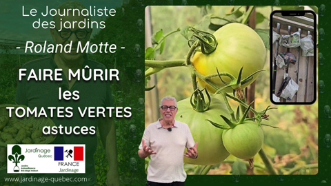 Faire mûrir des tomates vertes : méthodes et astuces