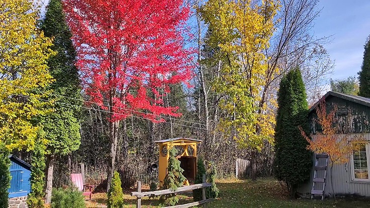 Érable à sucre aux feuilles rouges et Orme d'Amérique aux feuilles jaunes