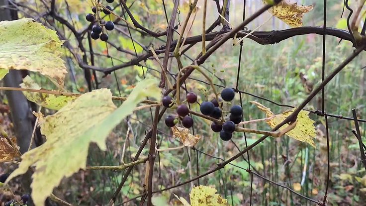 Récolter les fruits au jardin en automne - Les raisins