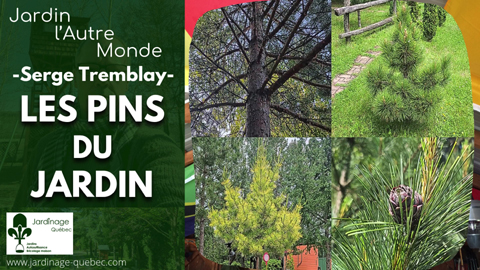 Pins au Québec - Espèces et variétés pour le jardin