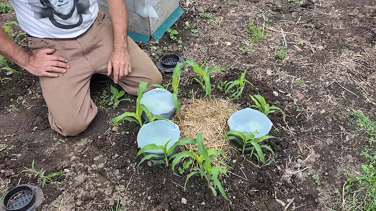 Les 3 soeurs lors de la plantation au printemps