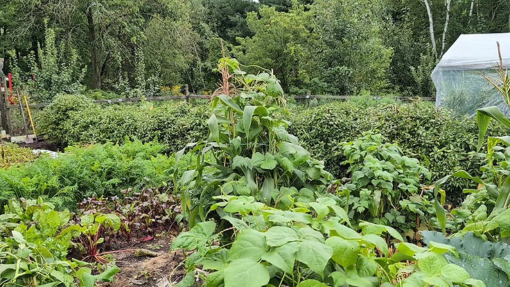 Disposition des plantes vers la fin de l'été au jardin de Serge Fortier