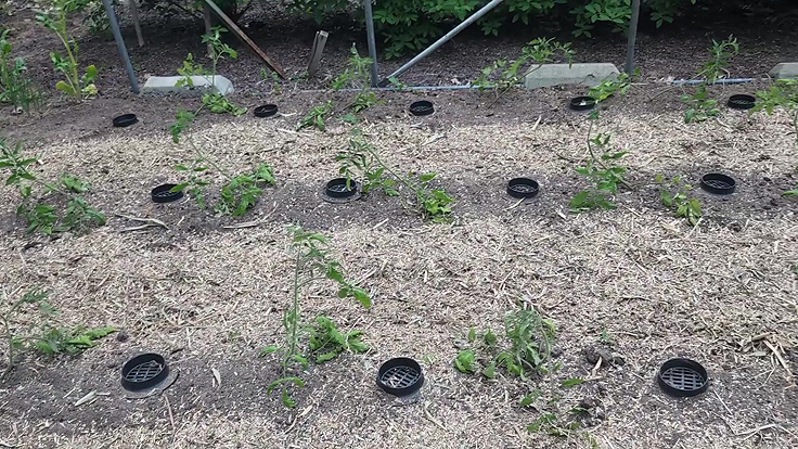 Dispositifs d'arrosage installés dans une culture de tomates