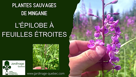 Épilobe à feuilles étroites