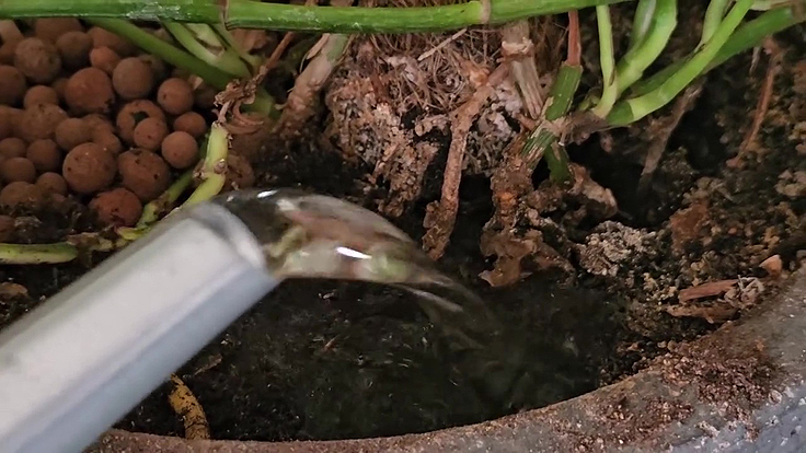 Arrosage stratégique du Monstera deliciosa