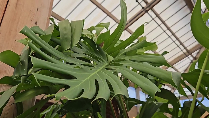 Monstera deliciosa