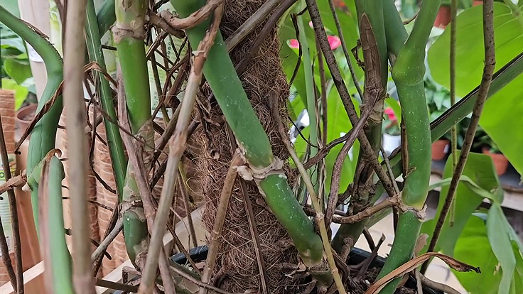 Un tuteur pour faire grimper le Monstera deliciosa