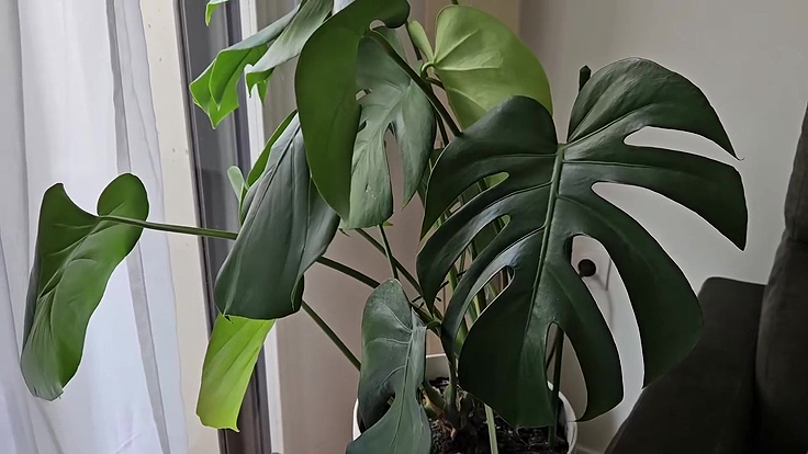 Trous dans les feuilles du Monstera deliciosa