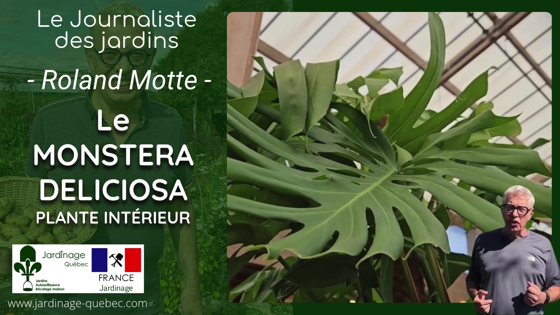 MONSTERA DELICIOSA : COMMENT BIEN L'ENTRETENIR ET L'ARROSER?