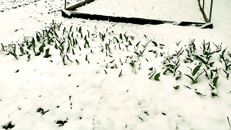 Tulipes sous la neige