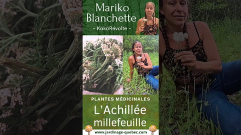 Achillée millefeuille - Vertus, bienfaits et utilisations
