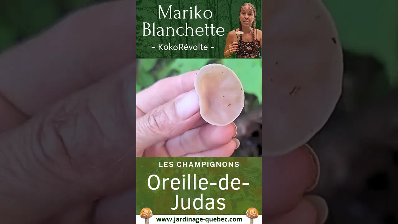 OREILLE-DE-JUDAS : COMMENT RECONNAÎTRE ET CUEILLIR CE CHAMPIGNON AU QUÉBEC?